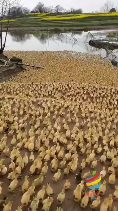 beesinthatrapp.tumblr.com - Tumbex